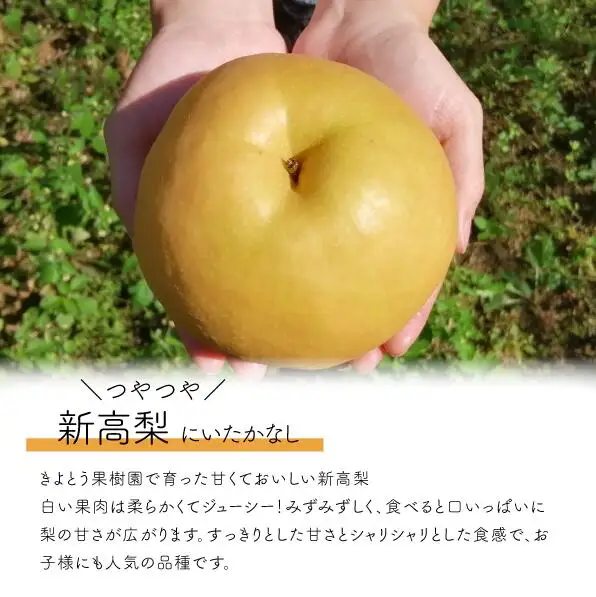 新高梨 上級品 3-6玉 (岡山県産)【KF-C002-01】