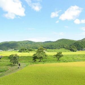 【復興支援】5kgを4袋 まとめてお届け！こりゃまいじゃ精米(奥能登柳田地区限定コシヒカリ）