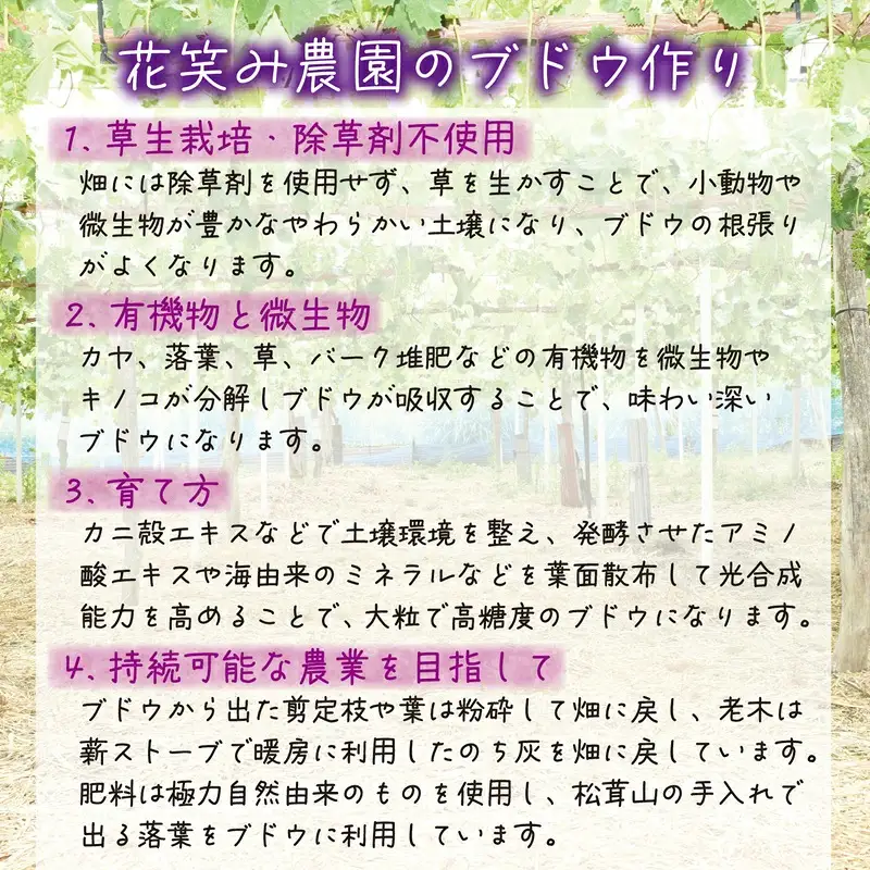 ニューピオーネ １房【500g以上】 種無しピオーネ 【hana079-01】