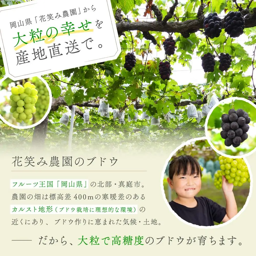【2026年先行予約】花笑み農園の『BKシードレス』500g以上（中１房） 岡山 贈答用 ぶどう 【hana083-01】