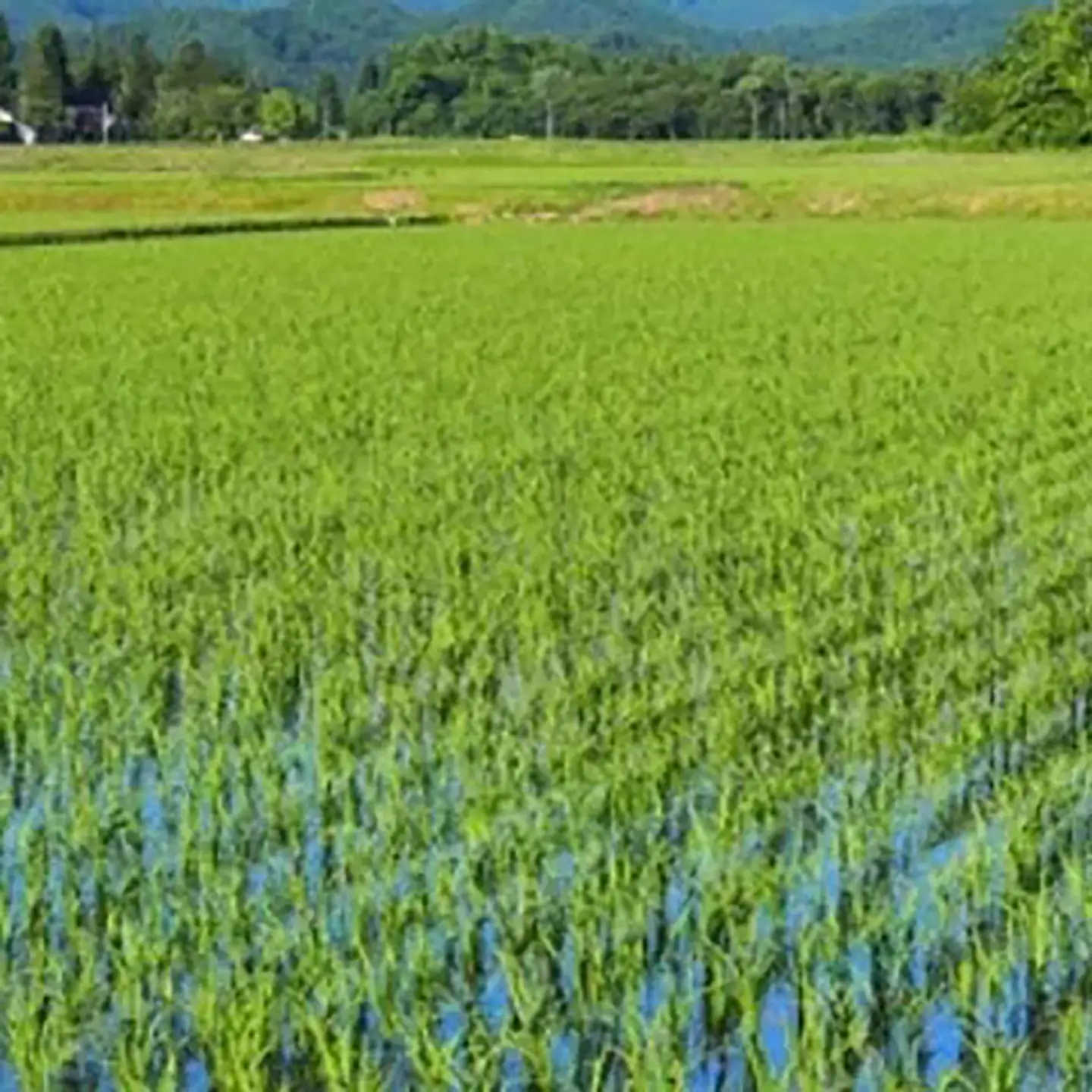 米 令和7年産 にじのきらめき10kg 米