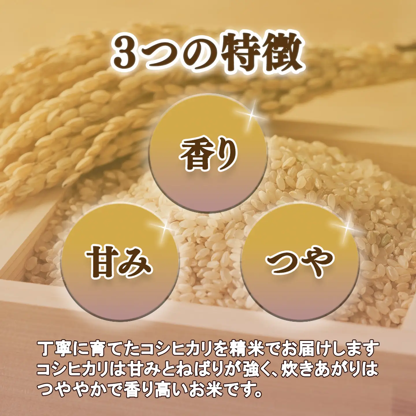 米 令和7年産 コシヒカリ10kg 精米 こしひかり