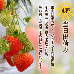 【先行予約 苺】 越後姫3L～2L 12粒 or 15粒  新発田市 苺 sugai001_02