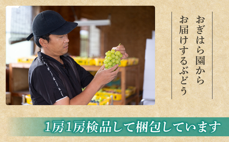 【2026年先行受付】農家直送！贈答用ぶどう詰め合わせセット ３kg（6〜10房）｜おぎはら園（シャインマスカット、種なし巨峰、ナガノパープル 、クイーンニーナ、クイーンルージュ®など）　※2026年9月中旬～10月上旬順次発送