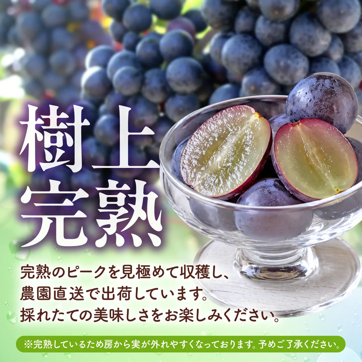 先行予約 訳あり人気の黒ぶどう(巨峰orブラックビート)約600g葡萄ぶどうブドウZFO007