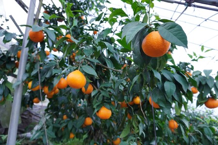 【2026年先行予約】 訳あり 愛果28号 2kg サイズミックス 【2026年12月以降発送】 紅まどんなと同一品種 みかん 愛媛 数量限定 柑橘 伊予市｜A128
