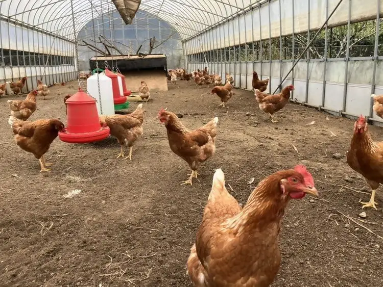 cometamaの平飼い卵 30個  ボリスブラウン 新鮮 平飼い ケージフリー 鶏卵 玉子 たまご 　国産　 たまごかけご飯　 朝食 ※離島への配送不可｜たまご