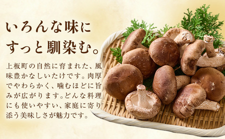 肉厚 菌床椎茸 1kg 《30日以内に発送予定(土日祝除く)》 プレジール・アオバ 徳島県 上板町 野菜 青果物 きのこ シイタケ 椎茸