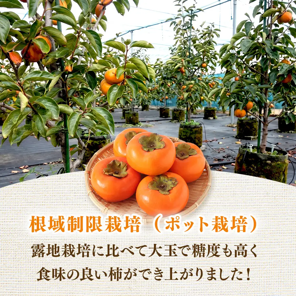 【先行予約】こだわり栽培ポット柿（太秋柿） 2Lサイズ12個入り ※離島への配送不可  ※2026年10月中旬～11月上旬頃に順次発送予定