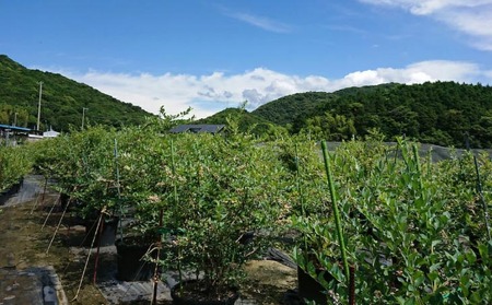 【生食に最適／冷凍】淡路島　馬回集落の大粒ブルーベリー 500g