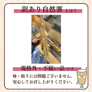 訳あり 自然薯 1.8kg  個包装 静岡県 牧之原市 自然薯 たくみファーム