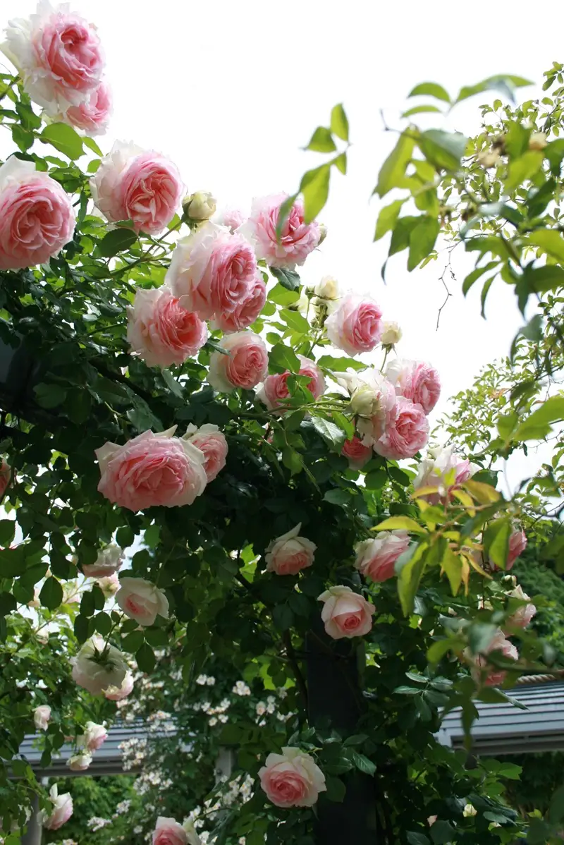  バラ苗鉢植え「長尺・ピエールドゥロンサール」　バラ苗 1鉢 ノイバラ台木 つる性 長尺 弱い返り咲 微香 8寸鉢 2年生苗 ガーデニング 初心者 一番人気 母の日 父の日 誕生日 新築祝い 記念樹 育て方ガイド同梱 コマツガーデン [h190]