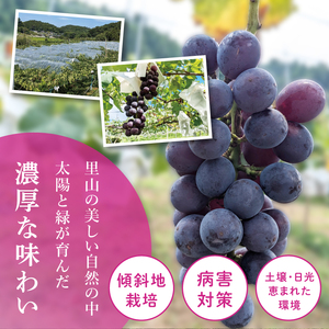 【9月上旬より順次発送】【数量限定】種なし巨峰 約1キロ（2～3房）（MA-2）