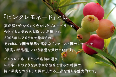 【希少品種食べ比べ】冷凍ブルーベリー ピンクレモネード＆大粒品種 1kgパック(500g×2)  日付指定可 A16-013 ブルーベリーファクトリー