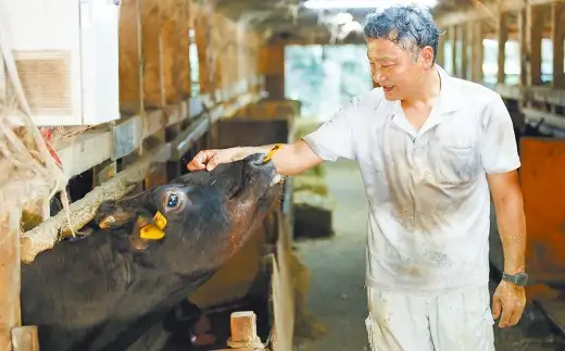 【冷凍】武藤牧場直売店山嘉【黒毛和牛】山嘉牛 すきやき 約1kg 冷凍 国産 牛肉 赤身 ロース モモ バラ ミックス 上質 贈答 ギフト おすすめ グルメ