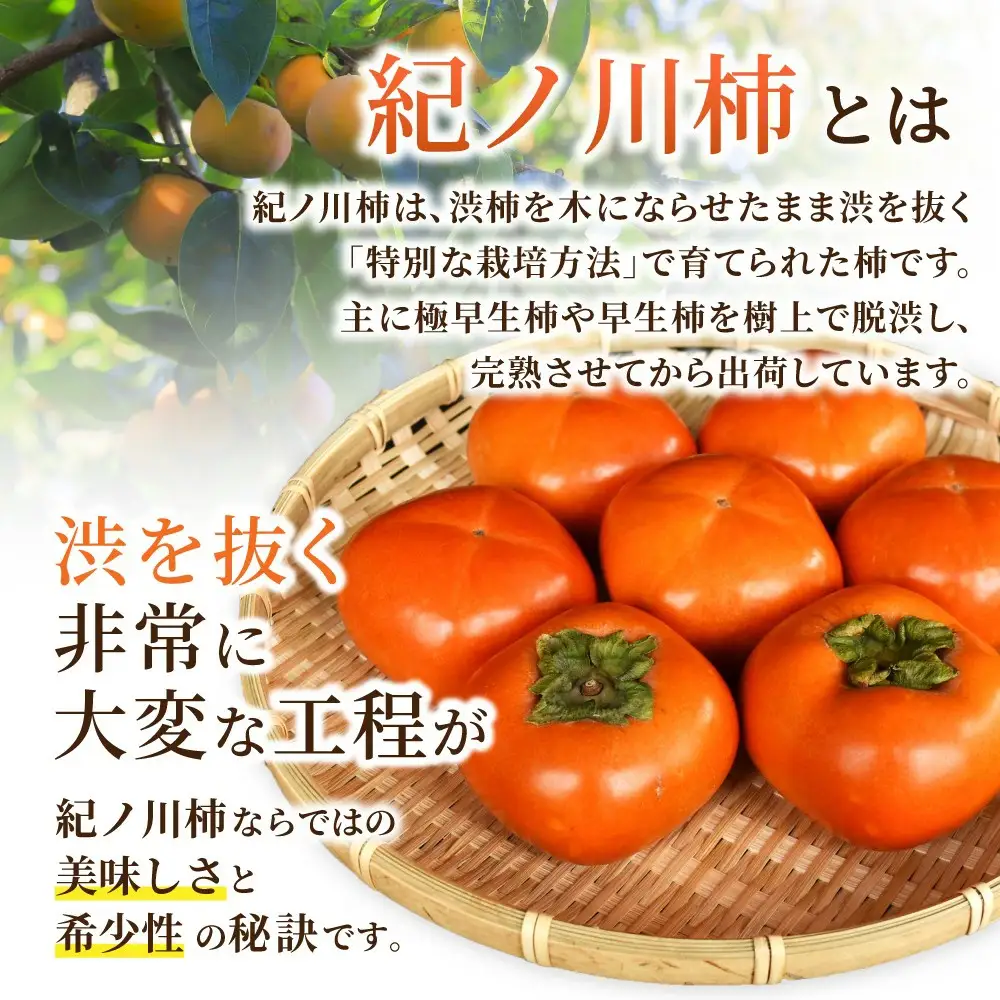 先行予約！ 紀の川柿 （果実の中身が黒い！黒蜜柿）希少栽培！ 秀品６個～９個 こだわり農家厳選！【※2026年10月上旬から11月上旬頃発送】/ 和歌山県 かつらぎ町 カキ 柿 太秋柿 紀ノ川柿 富有柿 早秋柿 秀品 紀の川柿 かき フルーツ 旬 秋【kgr044】