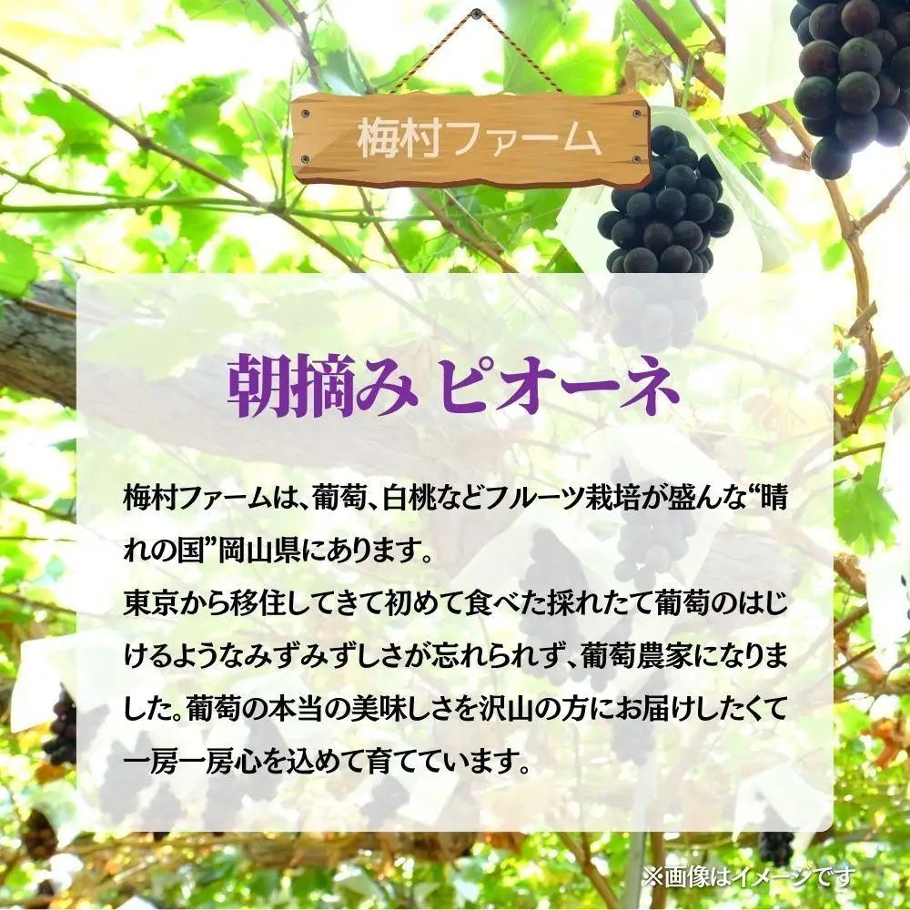 【2026年発送 先行予約】【梅村ファーム】朝摘み直送 ピオーネ（3～5房入り 約2.0kg）【030-a021】