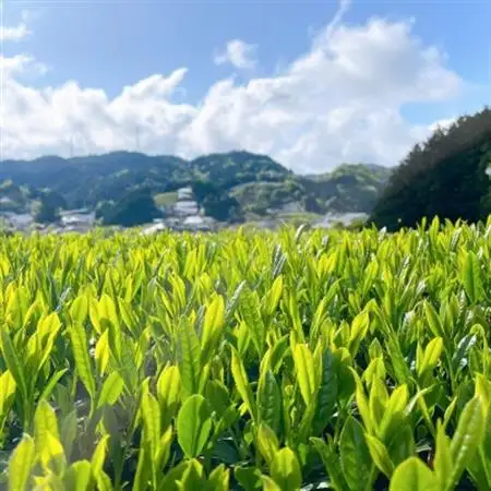 【6本】和束茶の香りを存分に味わうスパークリングティー | Apoptosis Sparkling【配送不可地域：離島】【1651761】