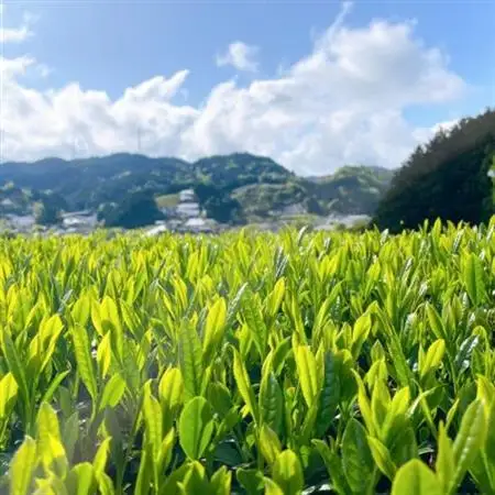 【24本】和束茶の香りを存分に味わうスパークリングティー | Apoptosis Sparkling【配送不可地域：離島】【1651768】