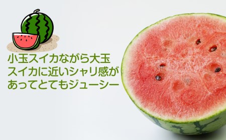 和歌山産小玉すいか ひとりじめ7（2～3玉）≪先行予約2027年5月下旬頃から順次発送予定≫【0140-4】