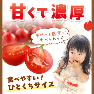 ミニトマト キャロルセブン 2kg【和歌山産】《先行予約》【0195-5】