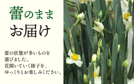 【先行予約】越前水仙 生花（切花） 約40本【2026年12月より順次発送】 お正月 アレンジメント 