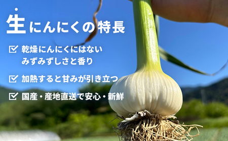 【先行予約】＜生にんにく サイズ混合 約1kg＞ 国産 ニンニク 生 野菜 香味野菜 薬味 大蒜 ガーリック 1キロ 西予市産 旬 旬の野菜 生ニンニク 農産物 おすそ分け 自宅用 家庭用 ノムランド 愛媛県 西予市【冷蔵】『2027年5月より順次出荷予定』NNM0010