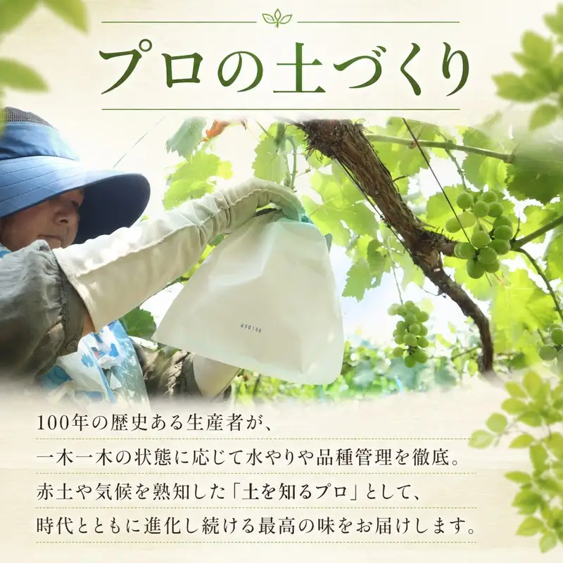 【2027年8月下旬から発送】ニューベリーＡ 2㎏  ぶどう｜ぶどう RYE