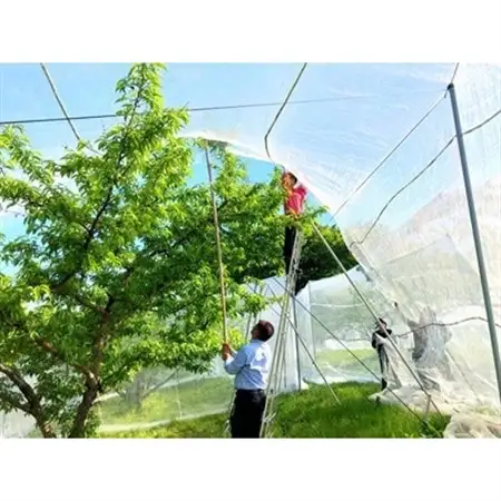 岡山県産  樹熟し白桃 5-8玉(約2kg)【配送不可地域：離島】【1707554】