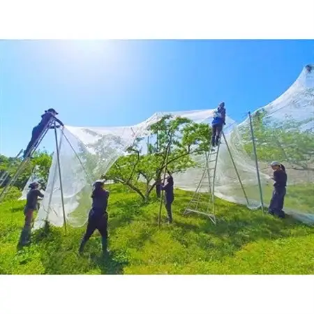 【2027年発送】岡山県産  極甘・樹熟し白桃 5-8玉(約2kg) 化粧箱入り【配送不可地域：離島】【1707557】