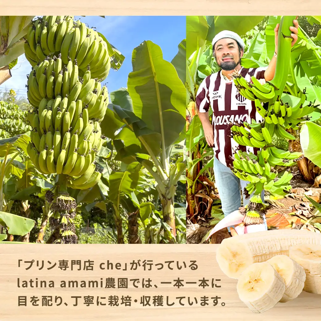 【先行予約】完熟 三尺 バナナ 〈4月より順次発送〉完熟バナナ 国産 フルーツ 果物 奄美大島 宇検村 家庭用 贈答 数量限定 プリン専門店 che