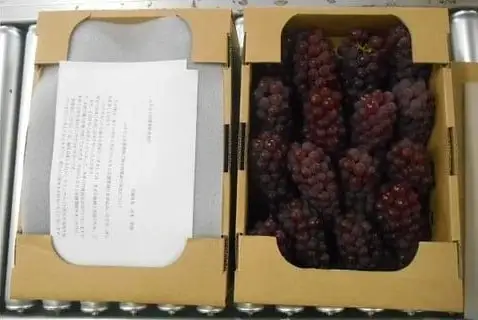 ぶどう デラウェア 2kg フルーツ 果物 山形 ブドウ