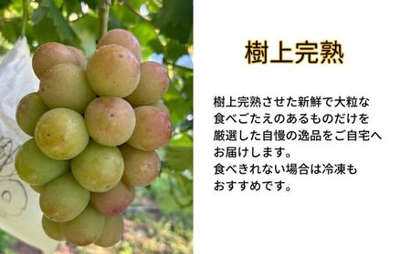 ぶどう 悟紅玉 ゴルビー 訳あり 岡山県産 ぶどう【2房 計800g以上】