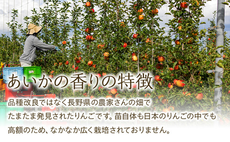 りんご あいかの香り 約3kg セット 2026年 令和8年度発送分 リンゴ 林檎 長野 フルーツ 果物 信州産 長野県産 特産 産地直送 おすすめ