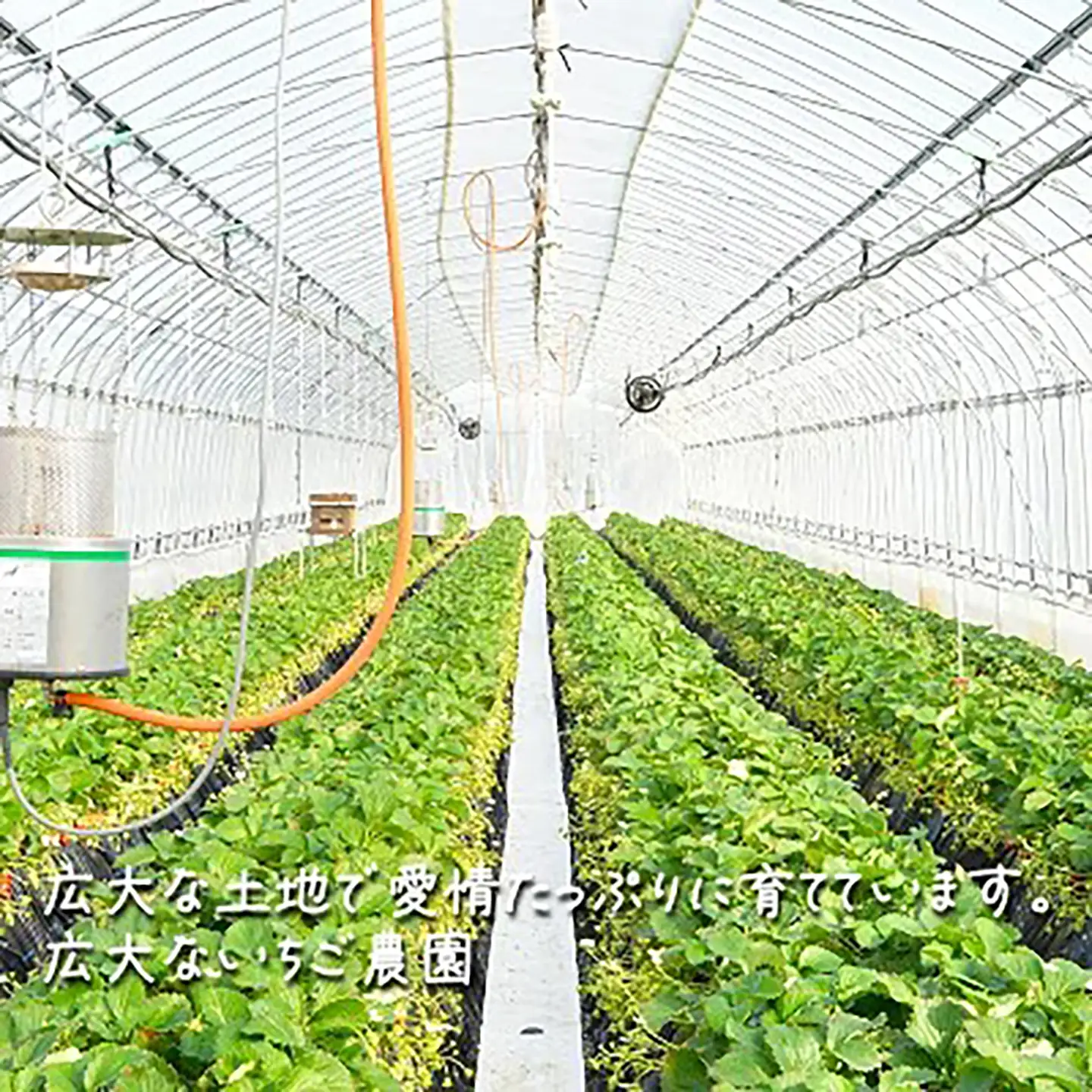 いちご 茨城県産とちおとめ 約540g いちご