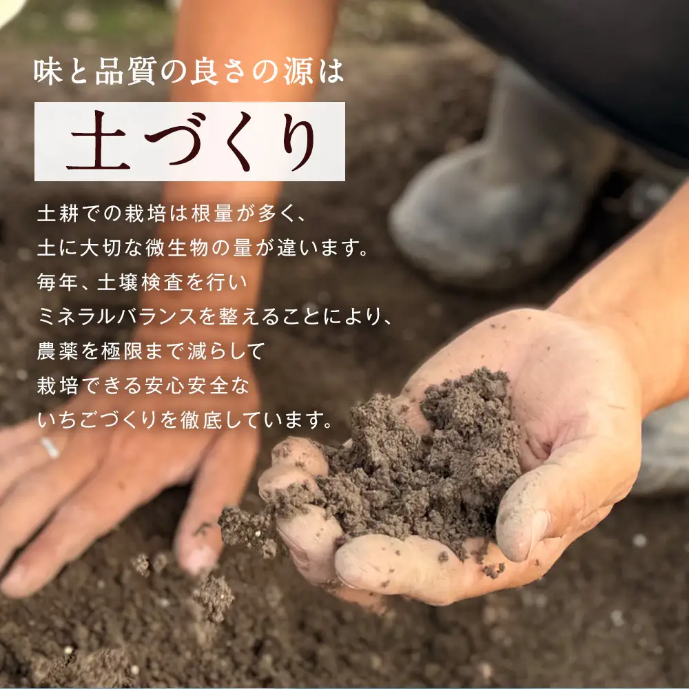 特別栽培 の 濃厚 完熟 あまおう 約1kg 約250g×4パック 【2026年12月上旬～4月下旬まで発送予定】 いちご 苺 果物 フルーツ
