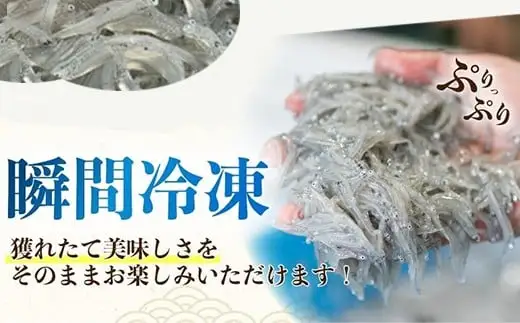 土佐のお刺身「生しらす」6個 タレなし【しらす】