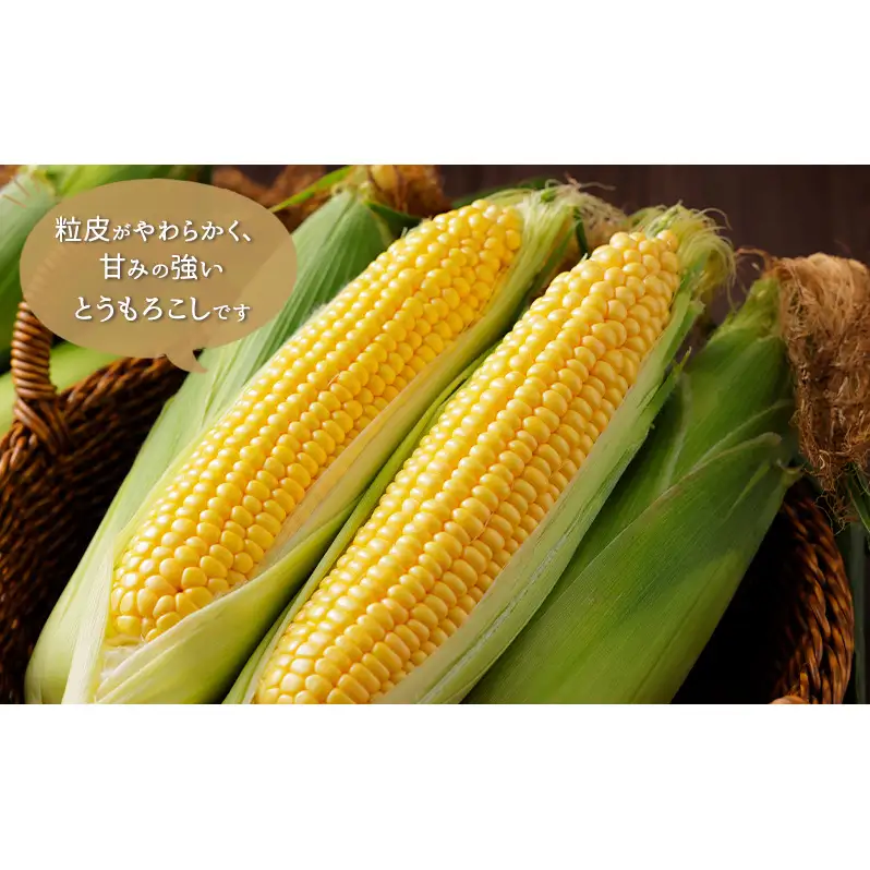 北海道芦別市産 とうもろこし ミルキースイーツ 10～12本 朝採れ とうもろこし