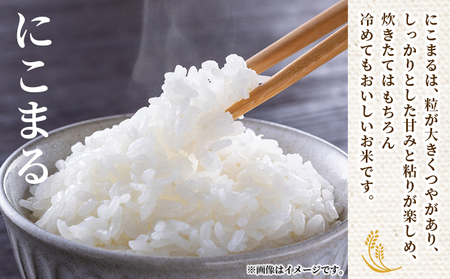＜令和7年産 西予市産 にこまる 精米 約10kg＞ ニコマル お米 米 コメ こめ 白米 国産米 単一原料米 ご飯 10キロ お弁当 おにぎり 特産品 愛媛県産 株式会社宇都宮米穀 愛媛県 西予市【常温】『最短10営業日以内に順次出荷予定』NKU0008
