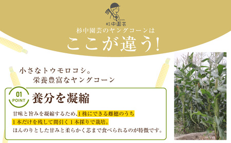《2027年5月～発送》朝採れ！プレミアム味来のヤングコーン　50本・S100-115