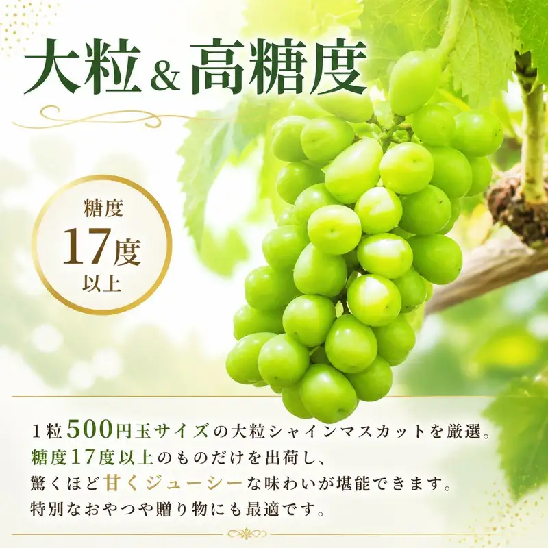 【2027年発送】 朝採りシャインマスカット 約2kg(3房～4房) フルーツ シャインマスカット 