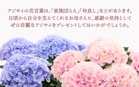 アジサイ 鉢植え ひな祭りピンク (品種：ひな祭りピンク) 母の日 感謝 プレゼント 737【長谷川園芸】