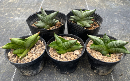 サンセベリア ボンセレンシスドワーフ 5株 sansevieria boncellensis dwarf 長与町/アグリューム[EAI236]