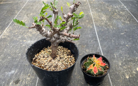 センナ メリディオナリス ＆amp; ギムノカリキウム ミハノビッチ 各1株 Senna meridionalis ＆amp; Gymnocalycium mihanovichii 長与町/アグリューム[EAI239]