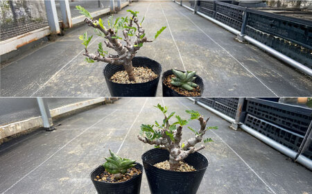 センナ メリディオナリス ＆サンセベリア ボンセレンシスドワーフ 各1株 Senna meridionalis ＆sansevieria boncellensis dwarf&nbsp;長与町/アグリューム[EAI240]