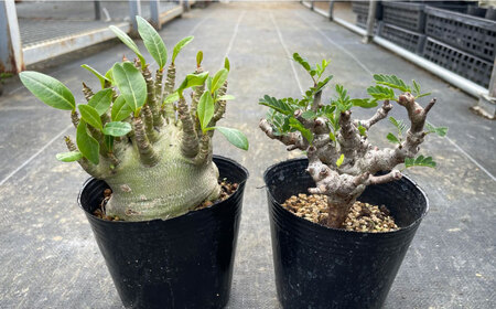 センナ メリディオナリス ＆ アデニウム アラビカム 各1株 Senna meridionalis ＆ Adenium arabicum長与町/アグリューム[EAI246]
