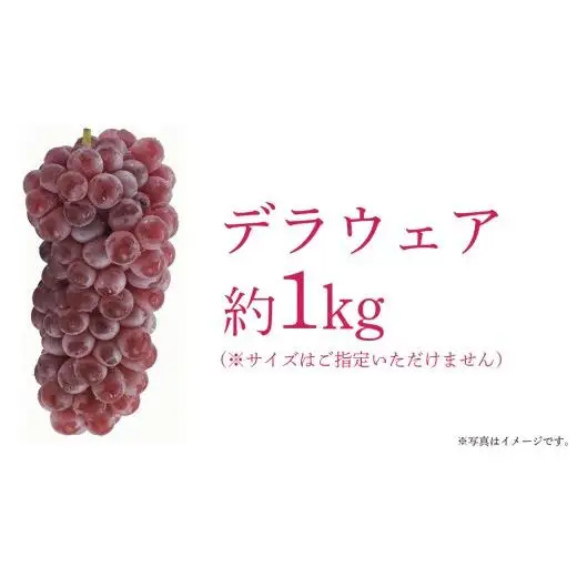 デラウェア 1kg 【 2026年6月発送開始 】 (茨城県共通返礼品：大子町)