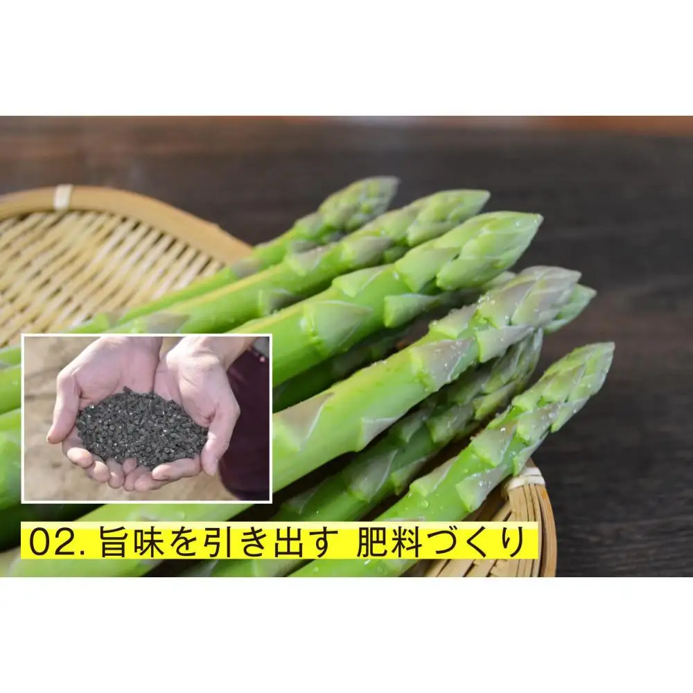 【朝採り直送】春芽アスパラガス 1kg (2L-Lサイズ) 福岡県産 2027年