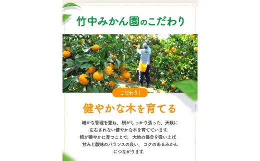 【Sサイズ】有田みかん 5kg 早生みかん サイズ指定【tkn004-gif-s-5A】