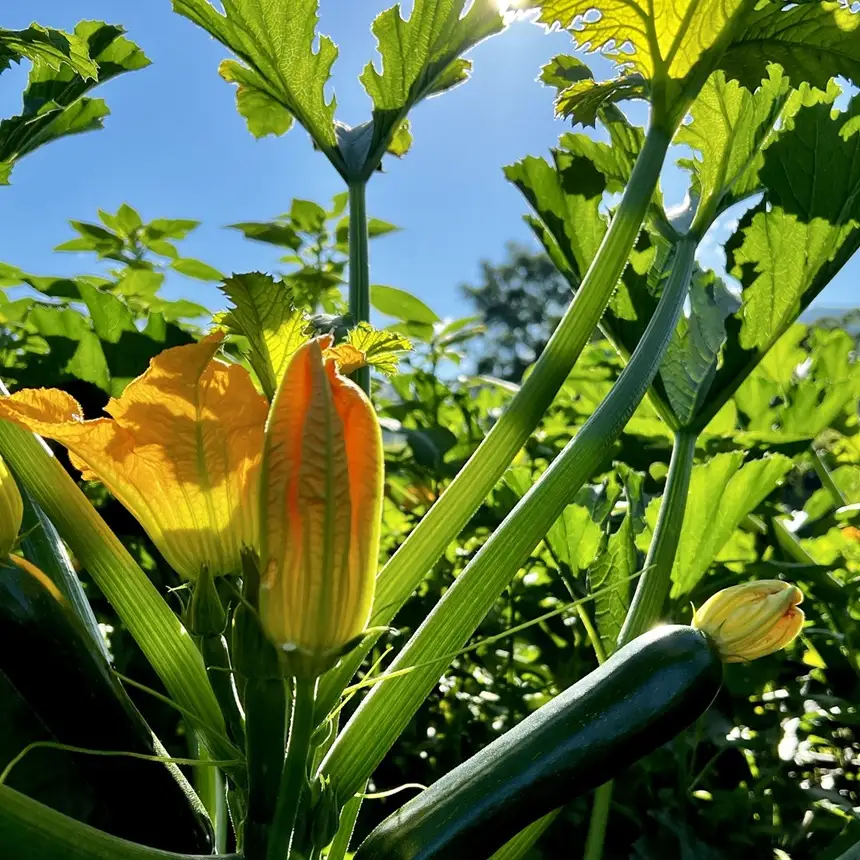 木島平産ズッキーニ 約2kg（太地農園） | 野菜 夏野菜 やさい ベジタブル vegetable  ズッキーニ ウリ科 カボチャ属 ラタトゥイユ 冷製 煮込み料理 焼き野菜 ゆで野菜 BBQ 2kg箱 木島平村 長野県 信州 北信州